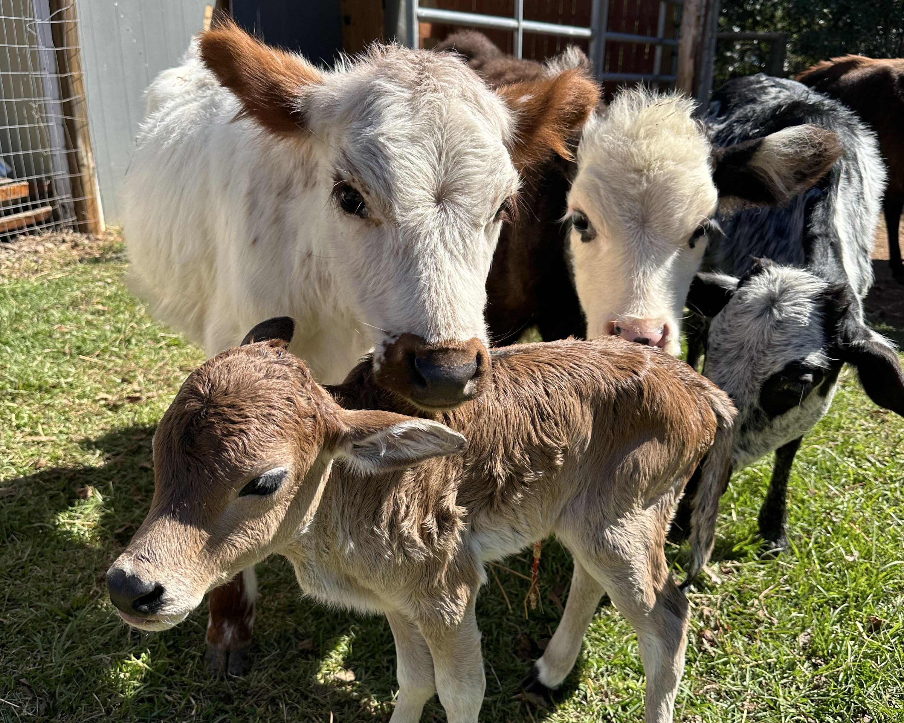 Picture of Taylor’s Happy Heifers Farm