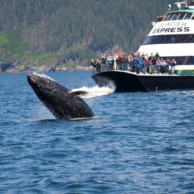 Picture of Kenai Fjords Tours