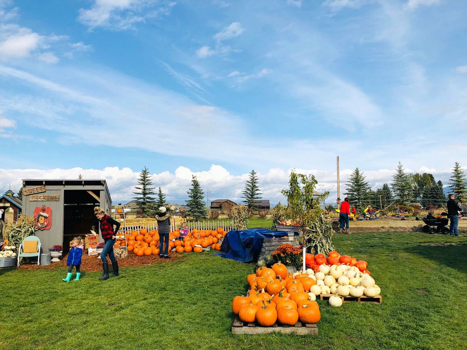 Picture of Sweet Pickins' Pumpkin Patch