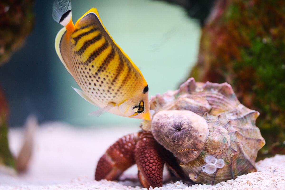 Picture of Mote Marine Laboratory & Aquarium
