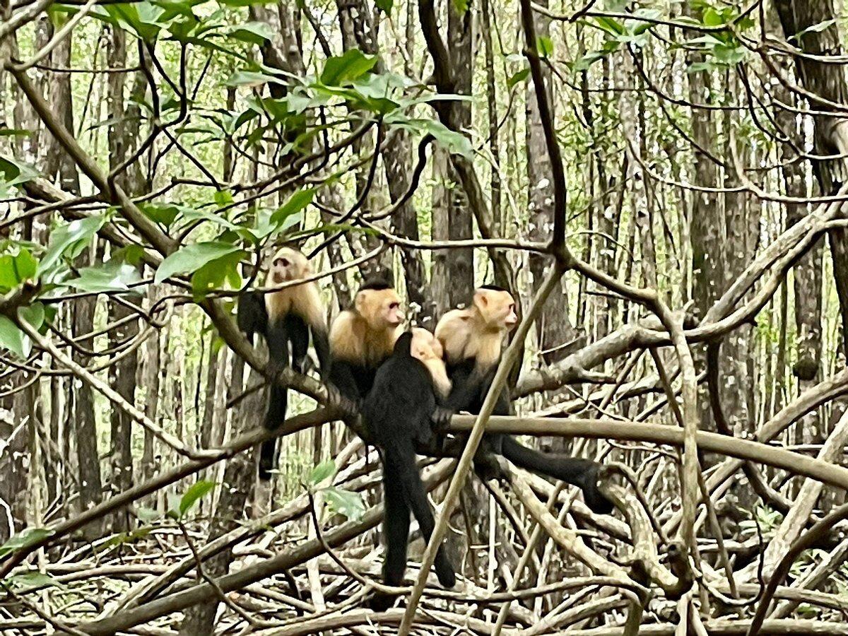 Picture of Mangrove Monkey Tour / Chinese