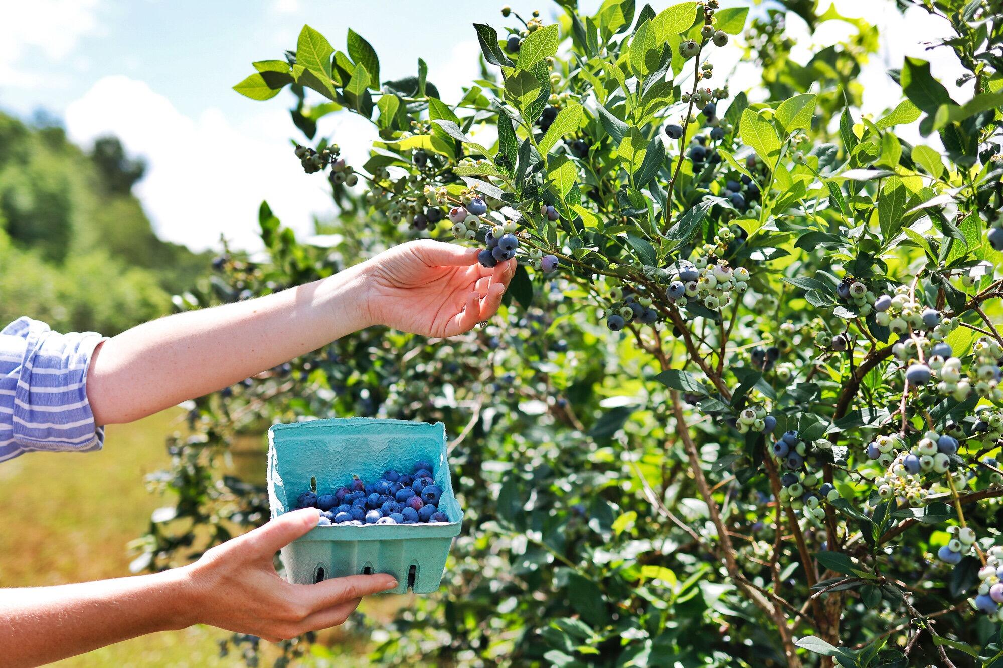 Picture of Blueberry Fields of Stillwater