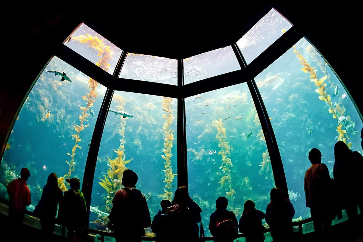 Picture of Birch Aquarium