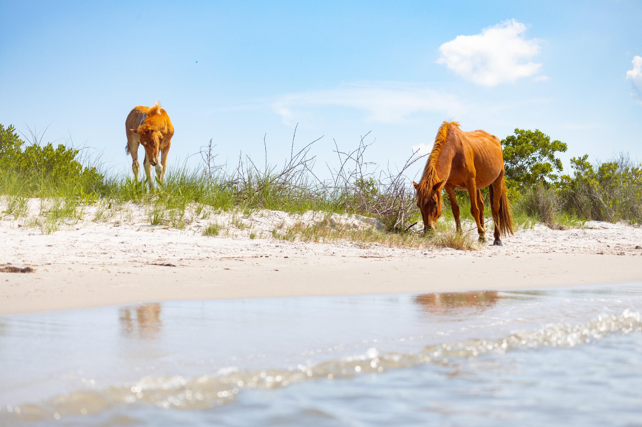 Picture of Assateague Island National Seashore