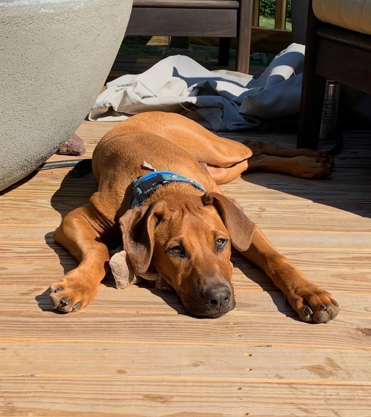 The duo became a trio! Meg & Mike welcomed an adorable, insane, and very playful puppy who took over the Unionville house (and their hearts, not to be cheesy). 