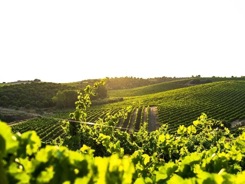 Picture of Alentejo Wine Tour