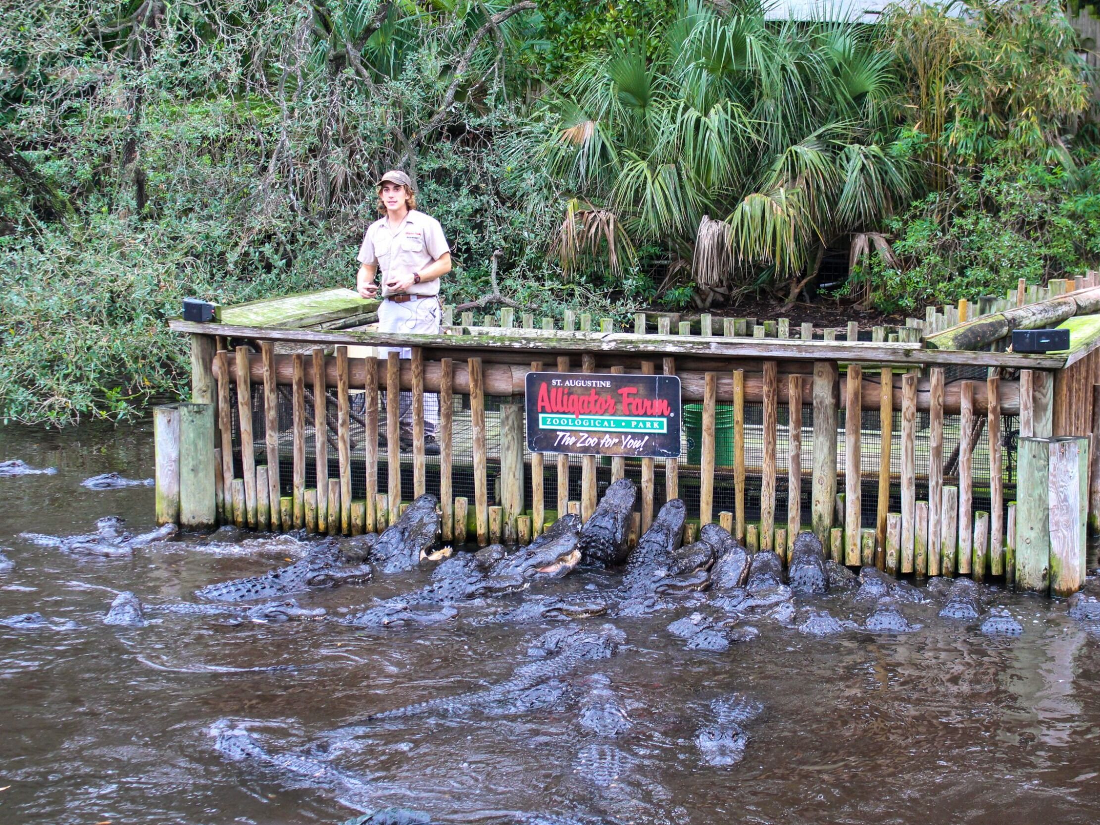 Picture of St. Augustine Alligator Farm Zoological Park