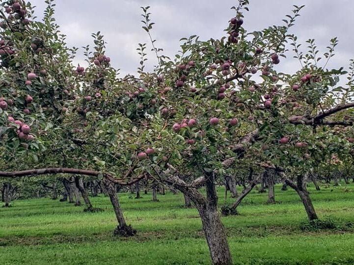 Picture of Terrace Mountain Orchard