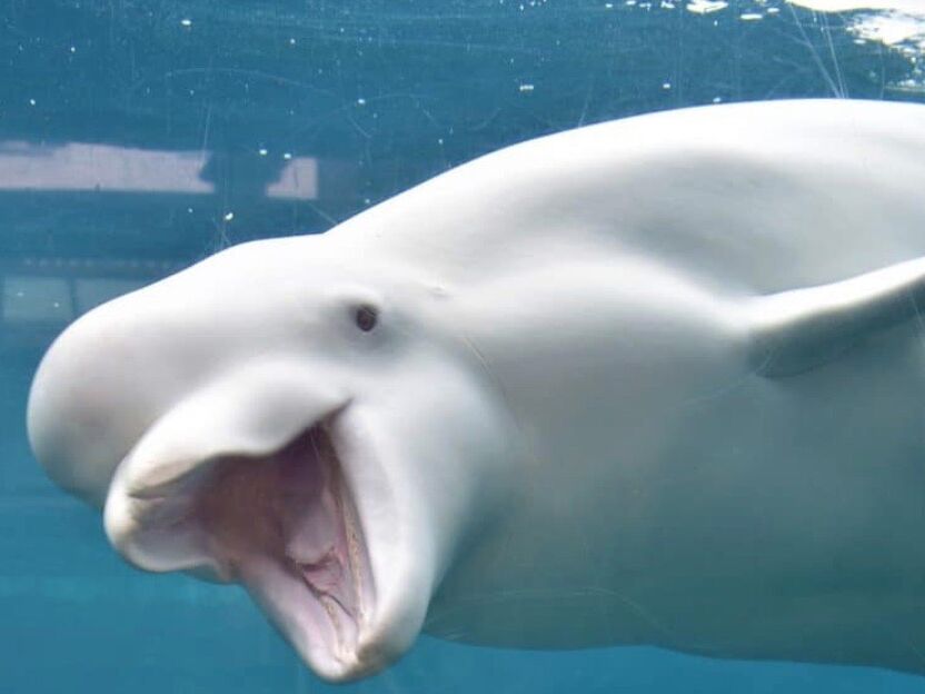 Picture of Mystic Aquarium