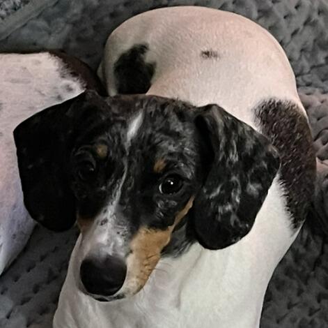 Daisy