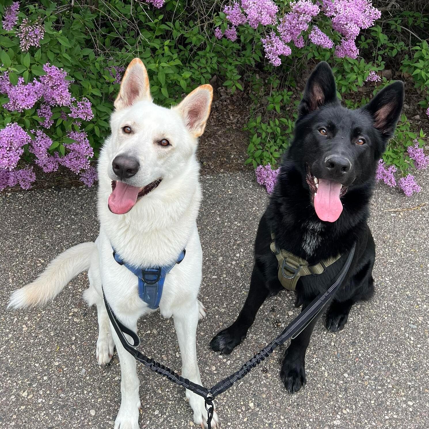 Orion & Talos