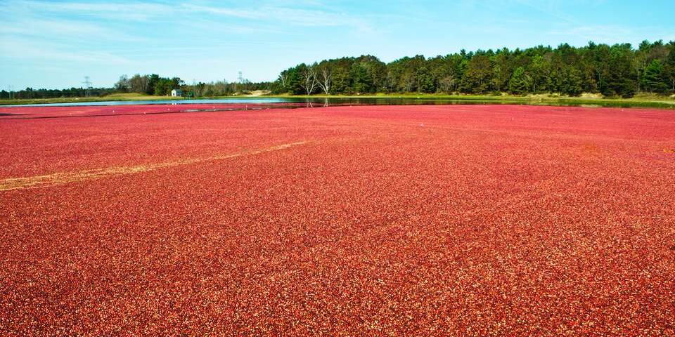Picture of Mayflower Cranberries