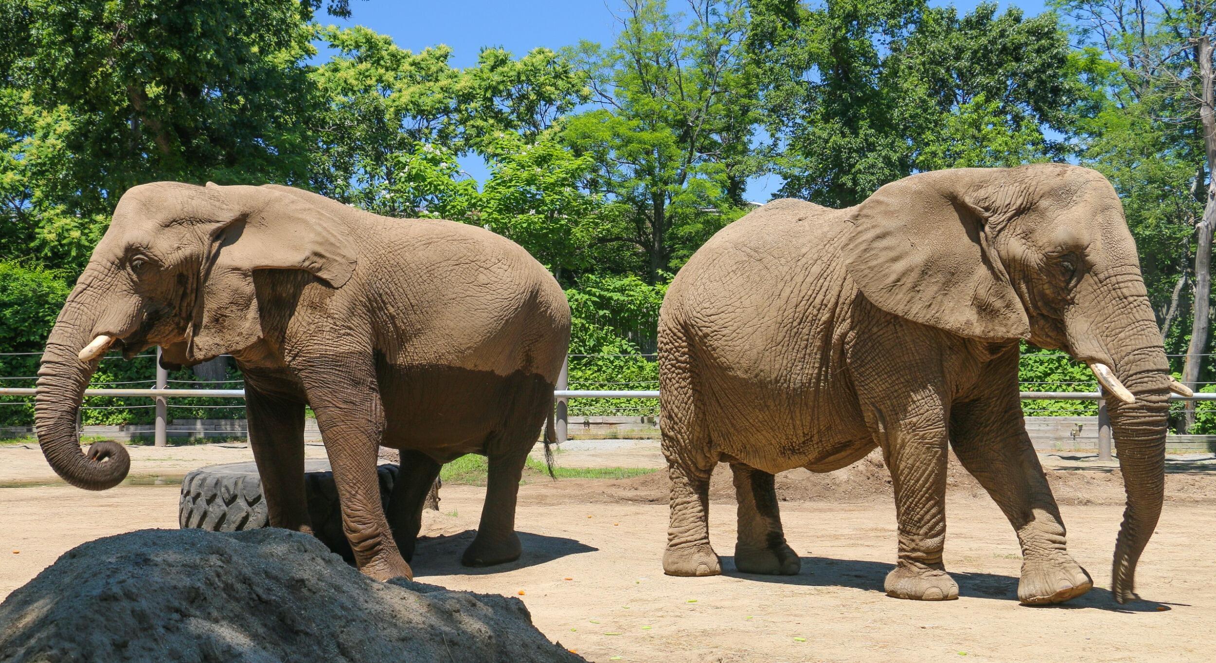 Picture of Roger Williams Park Zoo