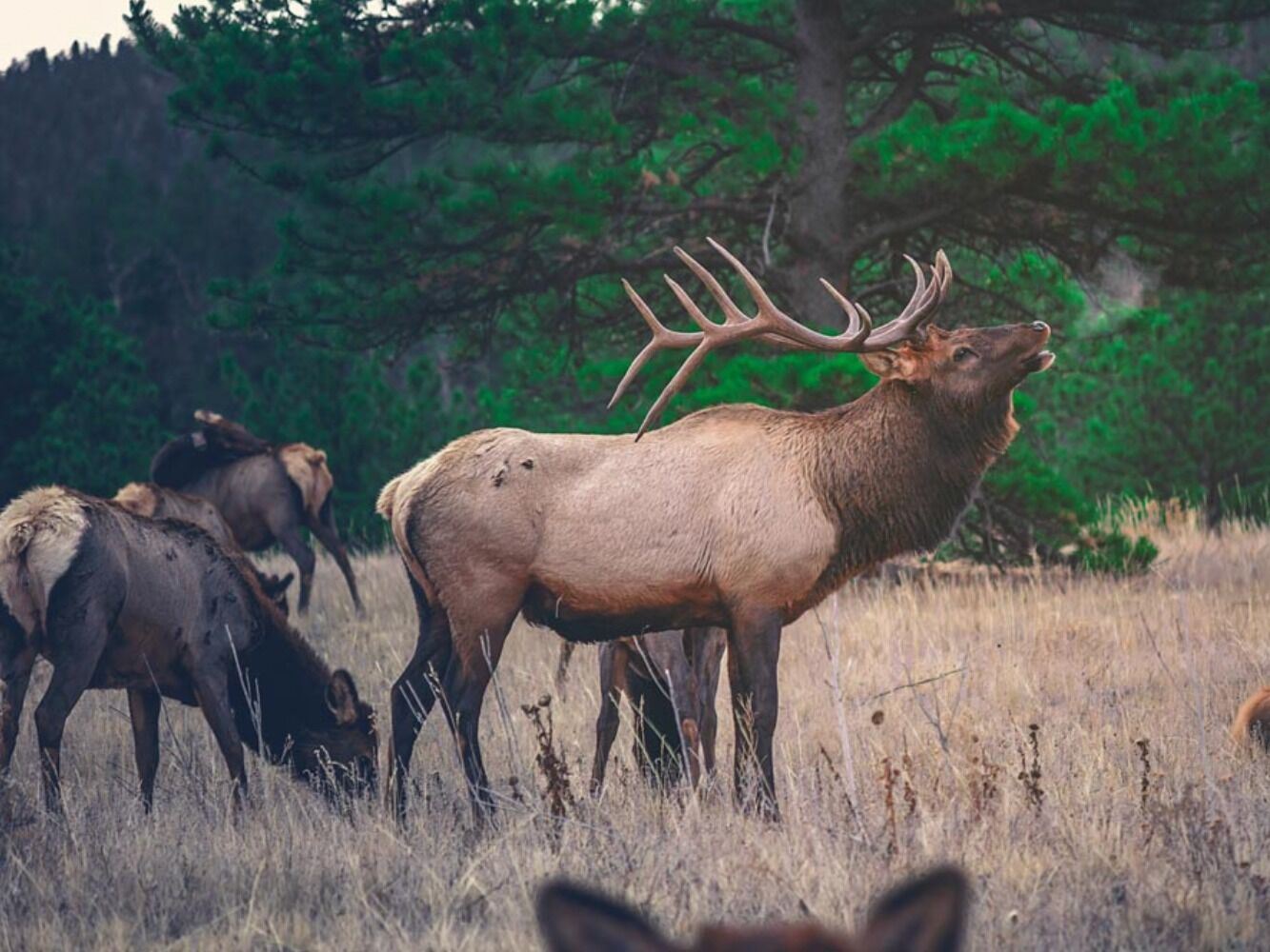 Picture of Explore Estes