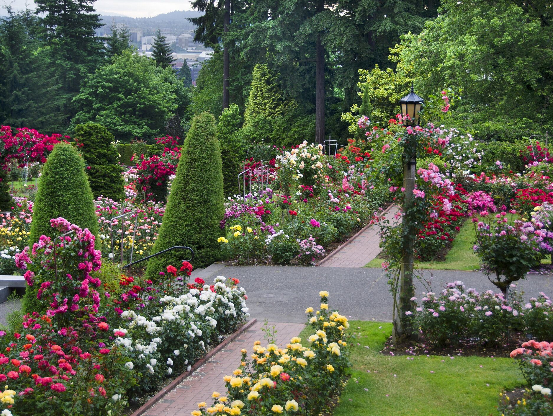 Picture of International Rose Test Garden