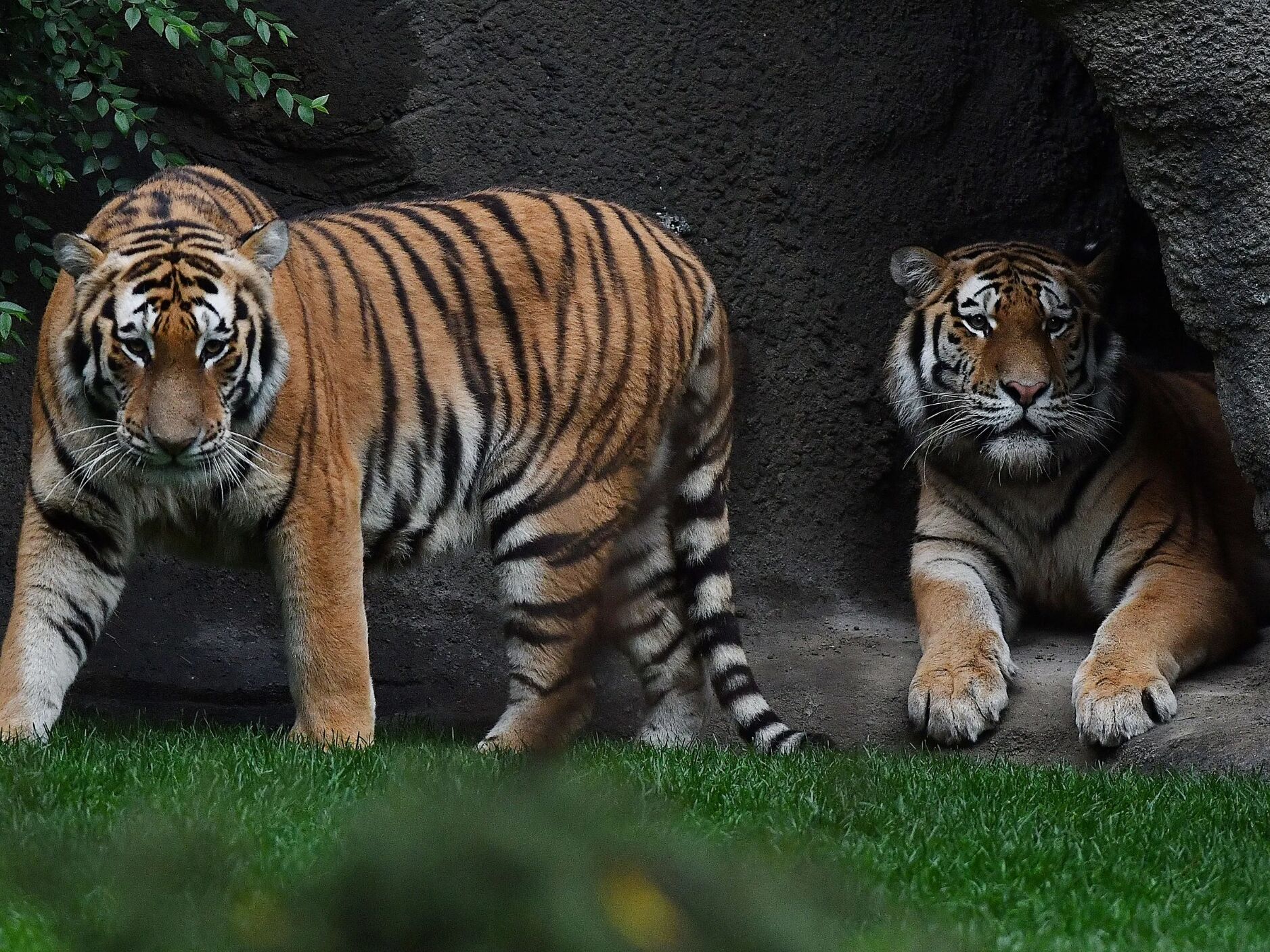 Picture of Detroit Zoo