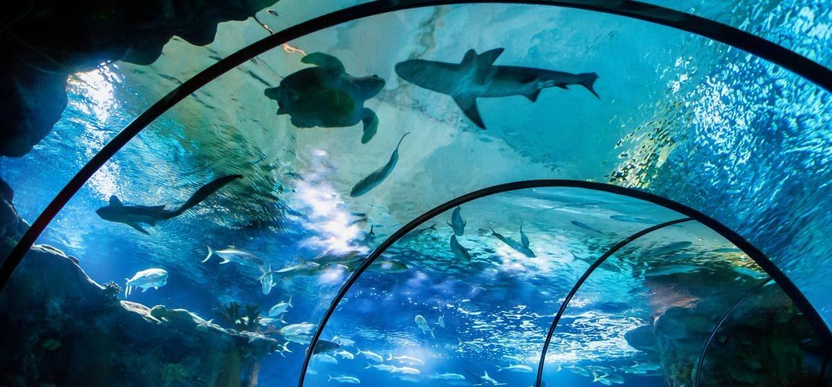 Picture of Omaha's Henry Doorly Zoo and Aquarium