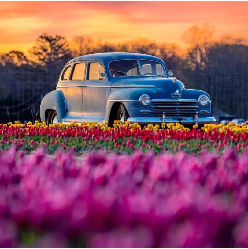 Picture of Tulip Festival