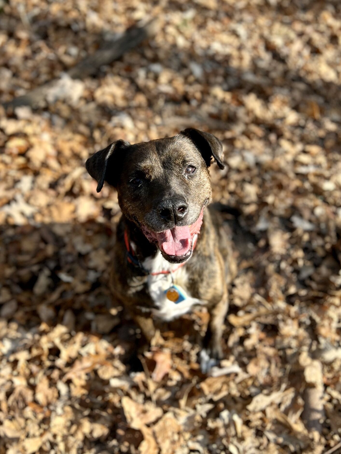 Picture of Scooby