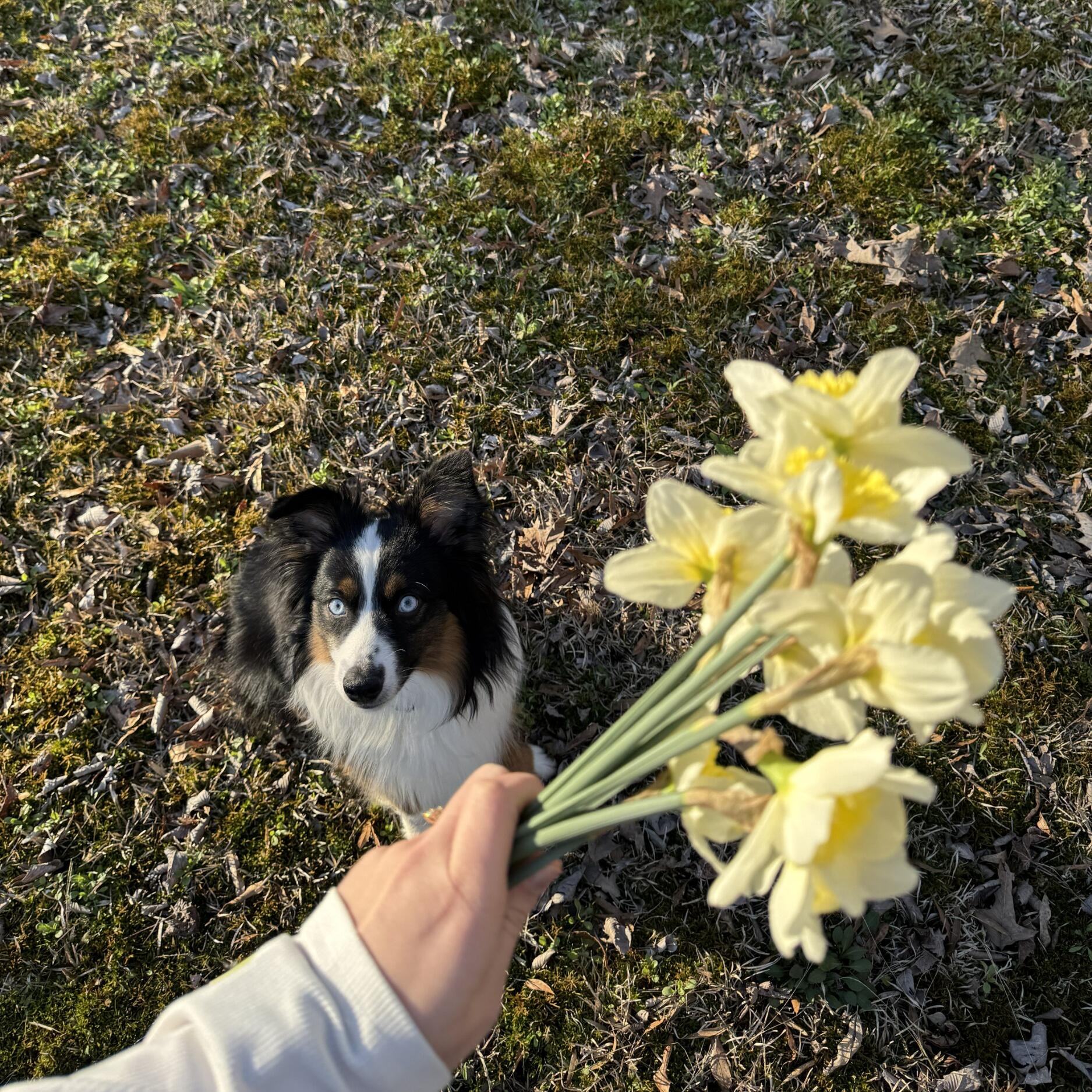 Picture of First Pet Together
