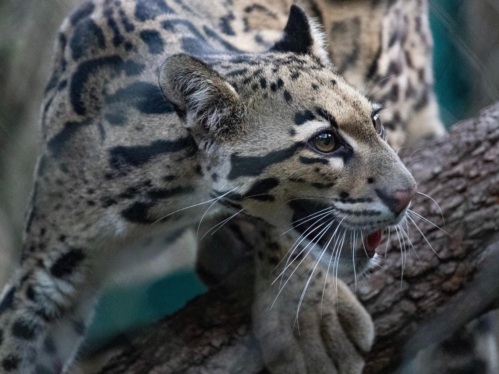 Picture of Houston Zoo
