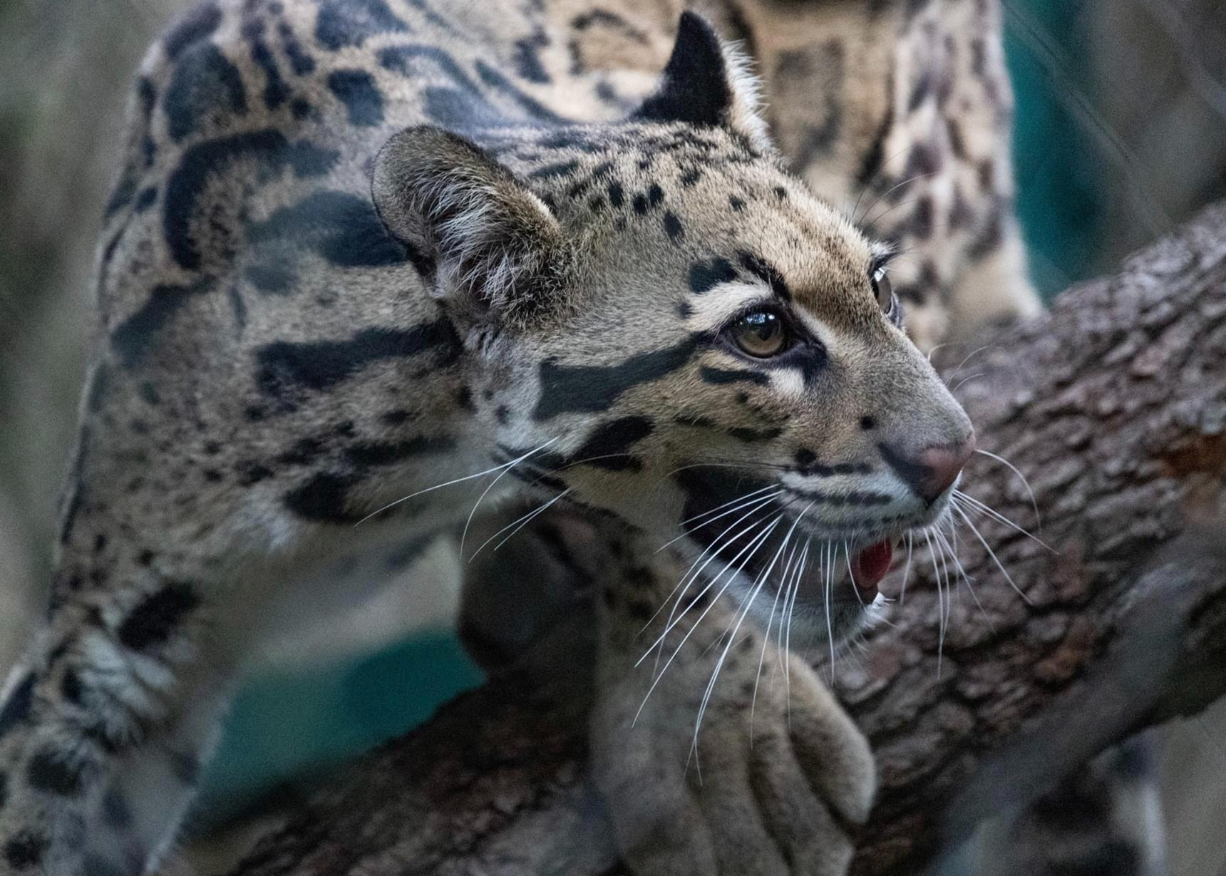 Picture of Houston Zoo