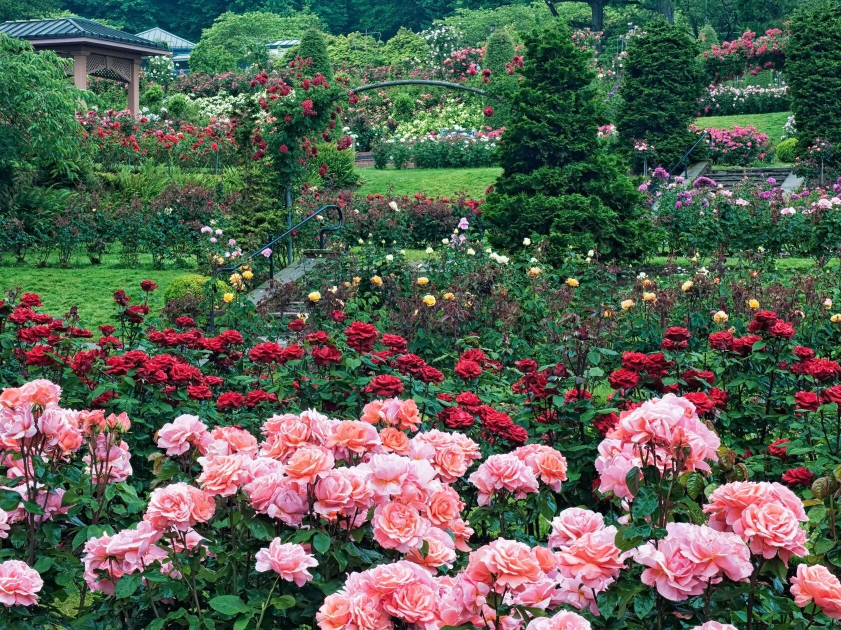 Picture of International Rose Test Garden