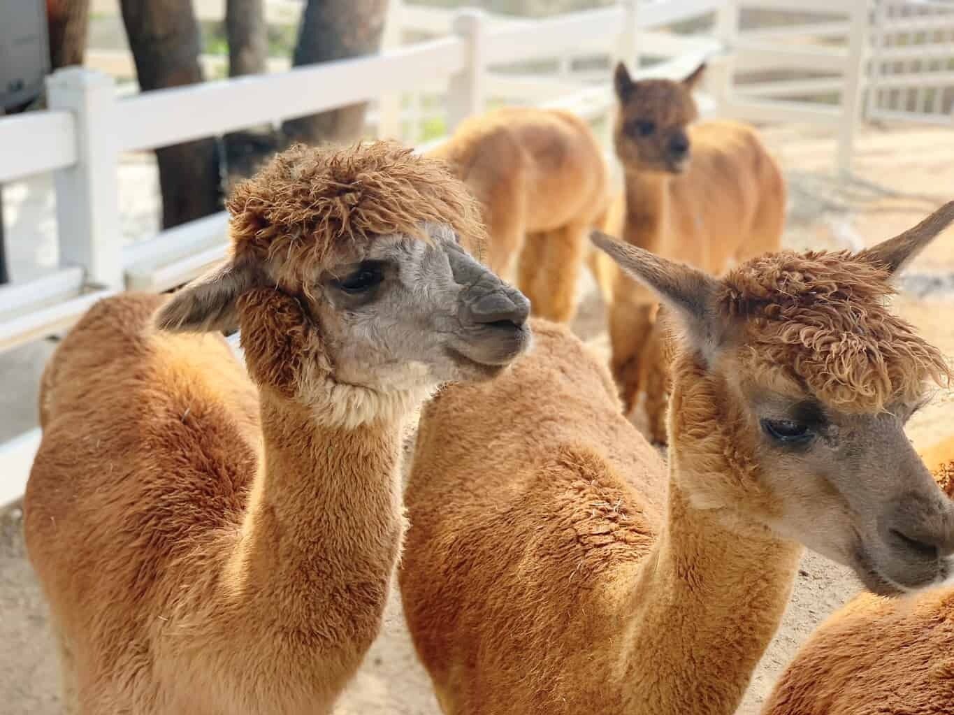 Picture of The Alpaca Hacienda, by Appointment ONLY