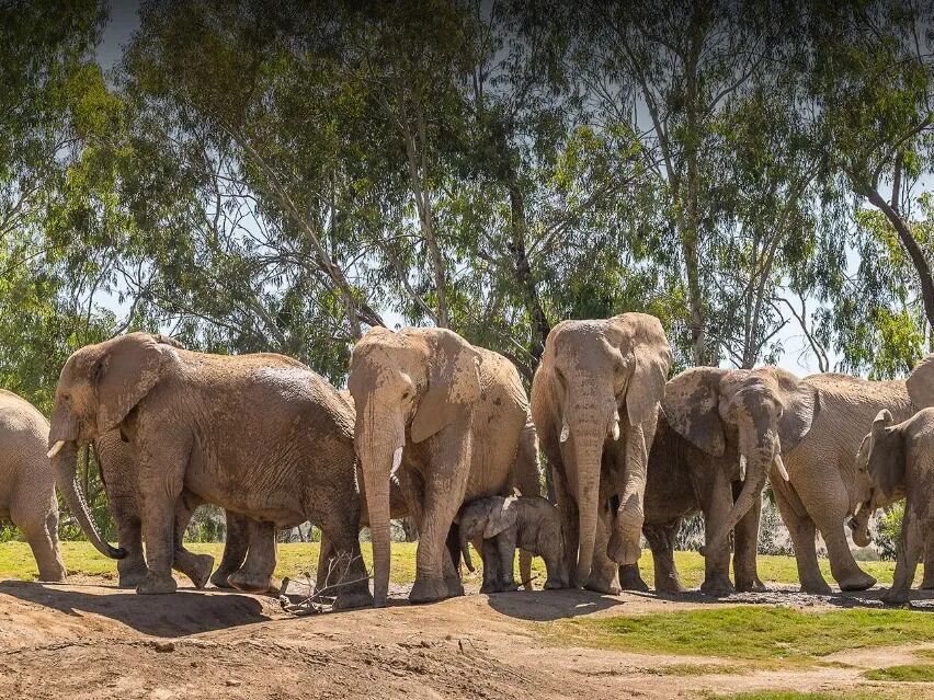 Picture of San Diego Zoo