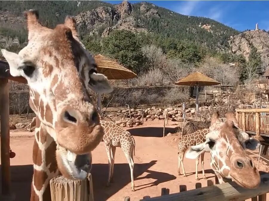 Picture of Cheyenne Mountain Zoo