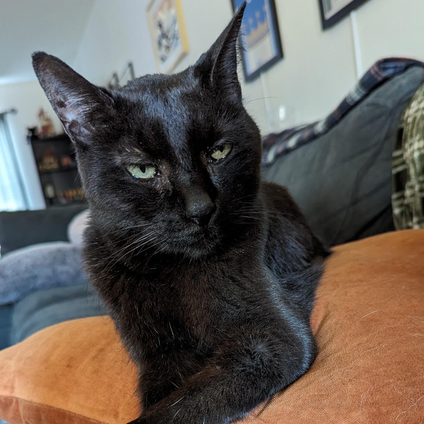 Sir Thackery Binx