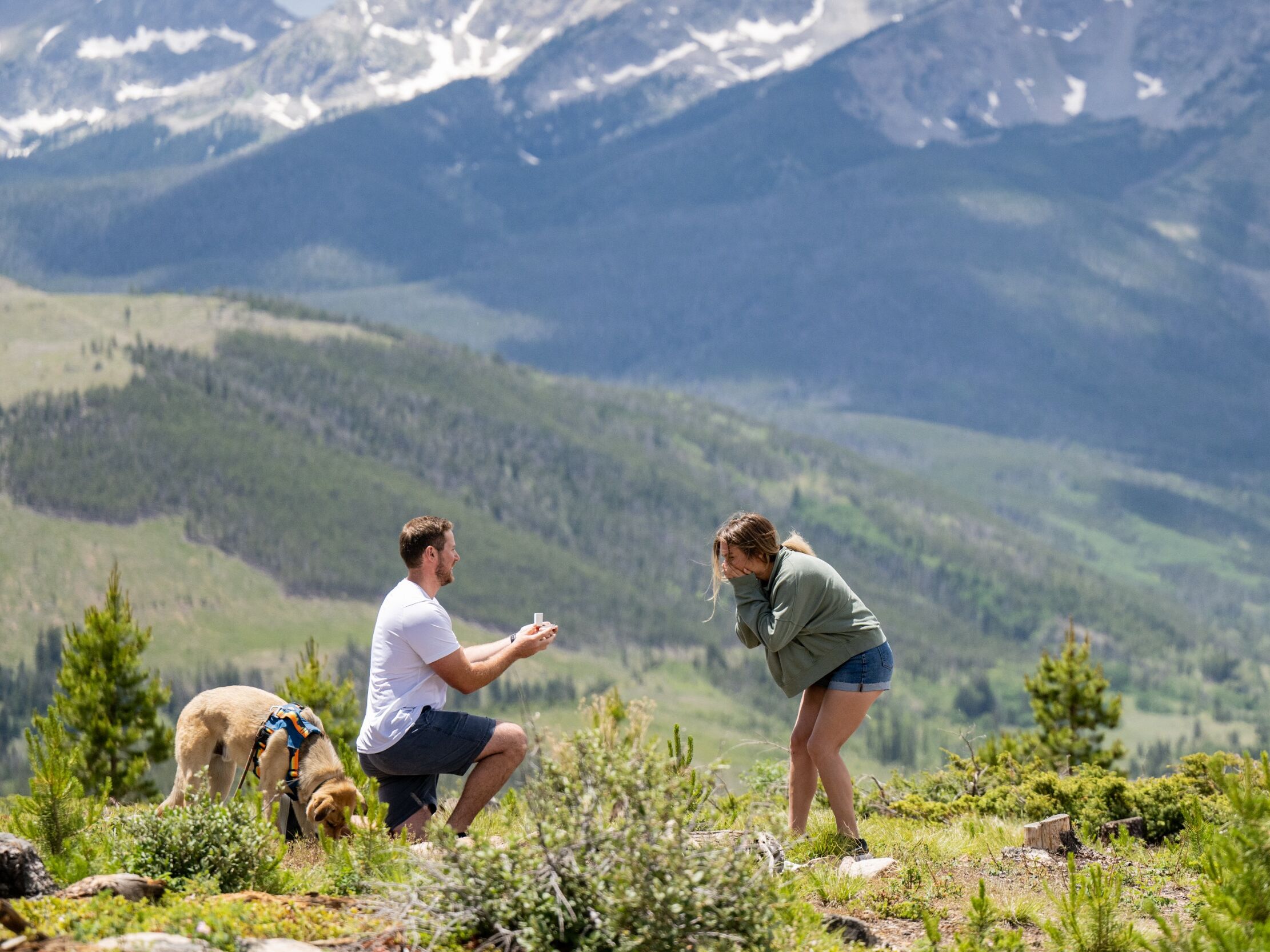 Picture of THE PROPOSAL