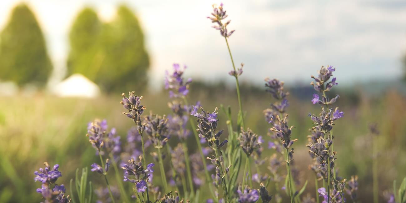 Picture of Prince Edward County Lavender Farm