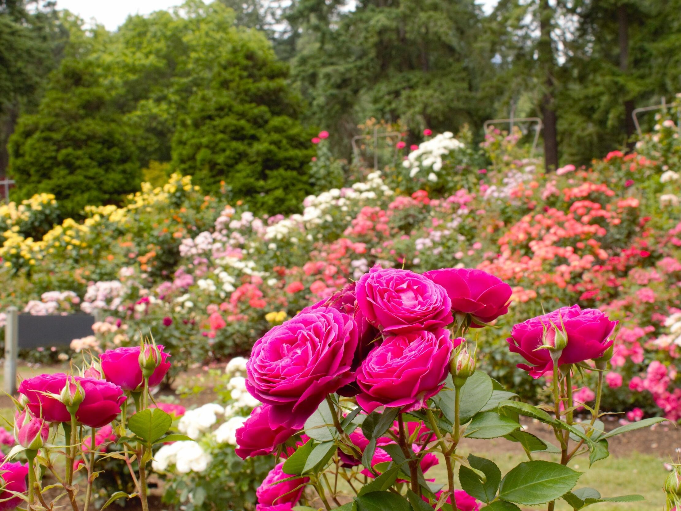Picture of International Rose Test Garden