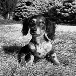 Matilda Meister-Ashdown