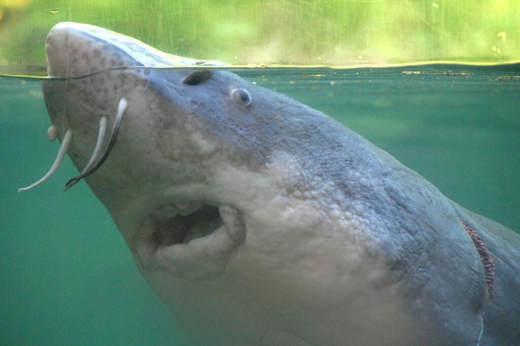 Picture of Bonneville Fish Hatchery