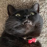 Bernie