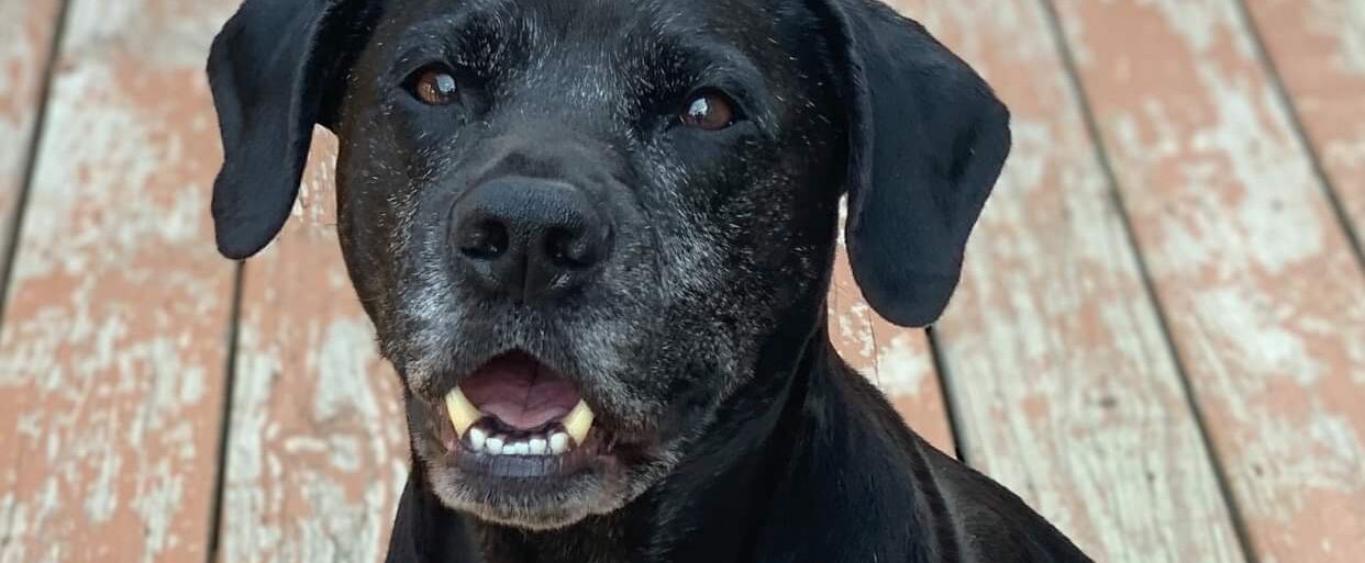 Picture of Heavenly Dog of Honor - Zeus 