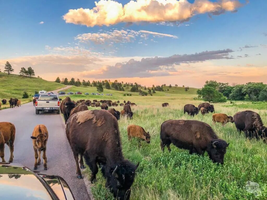 Picture of Wildlife Loop Road
