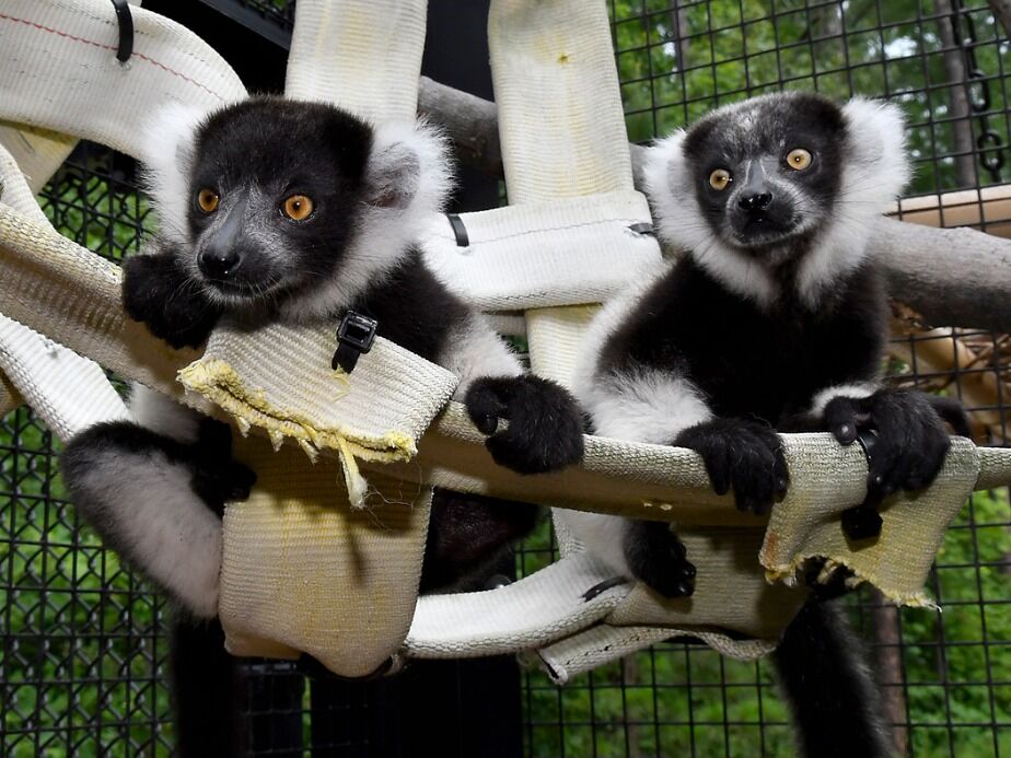 Picture of Duke Lemur Center