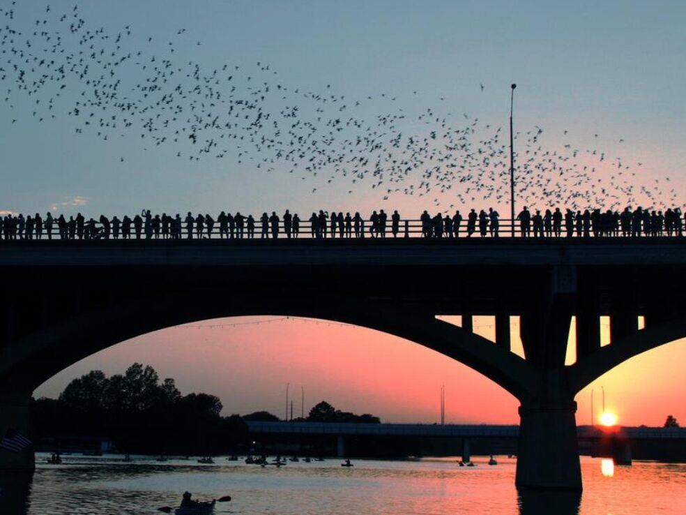 Picture of Ann W. Richards Congress Avenue Bat Bridge