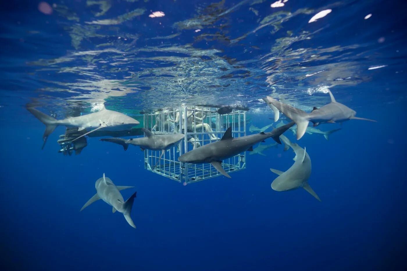 Picture of North Shore Shark Adventures