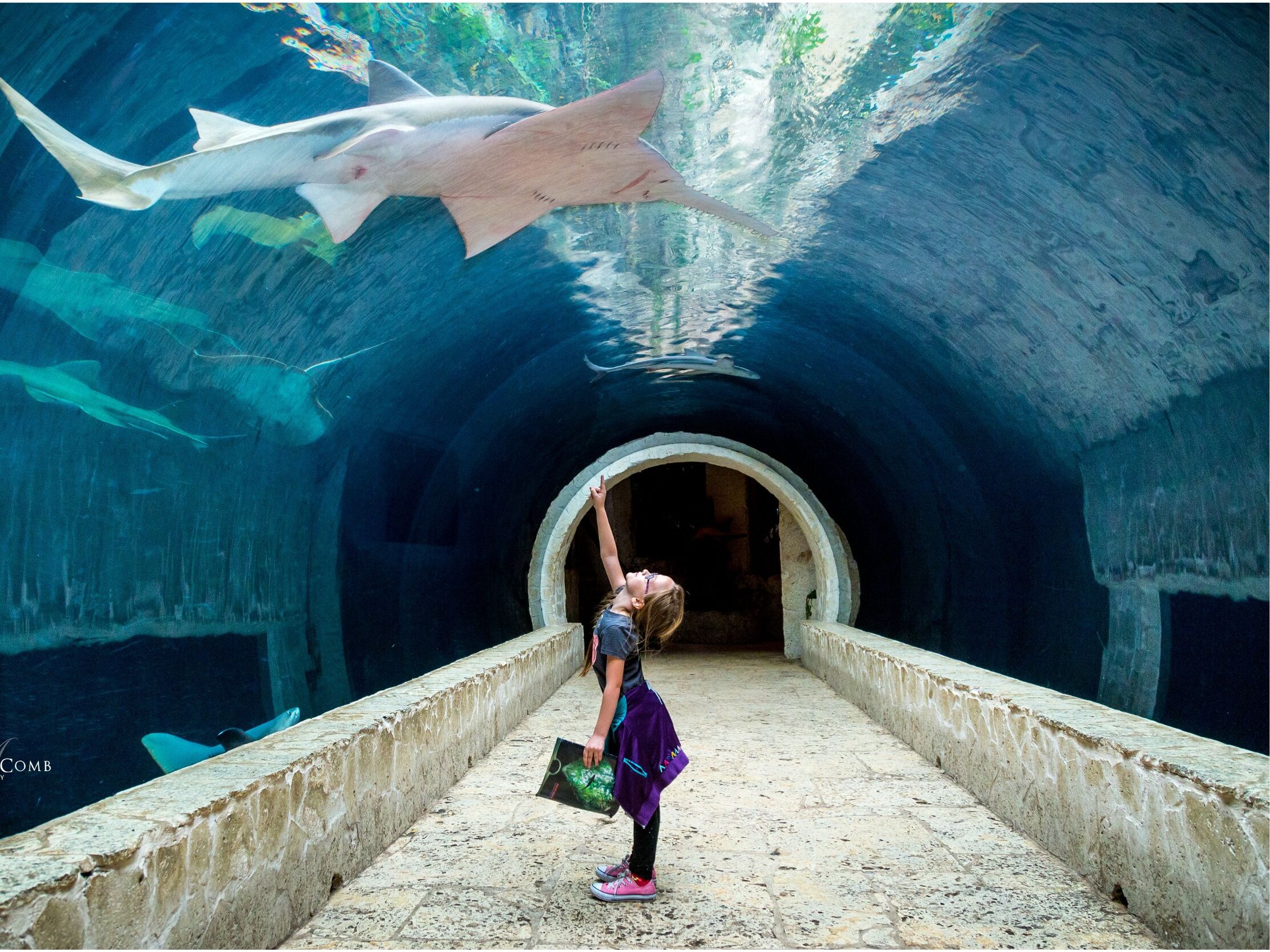 Picture of The Dallas World Aquarium
