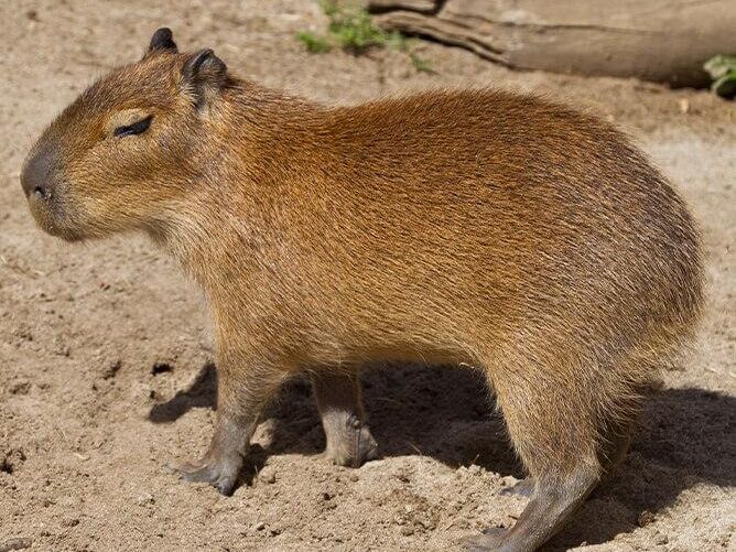 Picture of San Diego Zoo