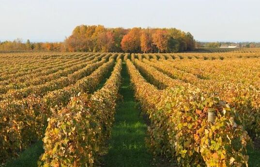 Picture of Lake Erie Wine Country