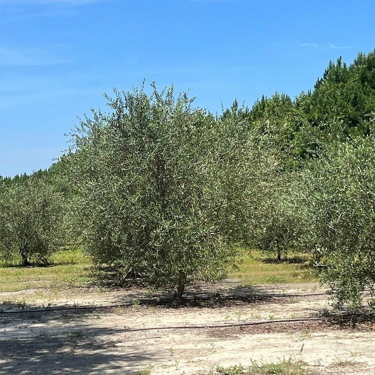 Picture of The Olive Grove