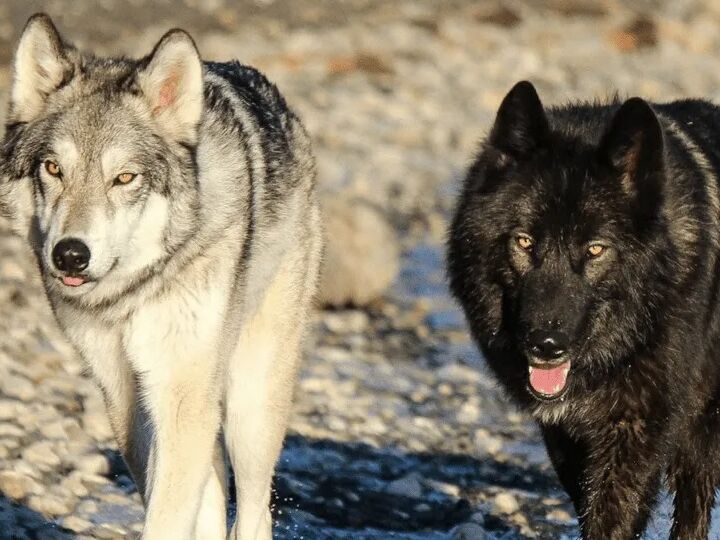 Picture of Yamnuska Wolfdog Sanctuary