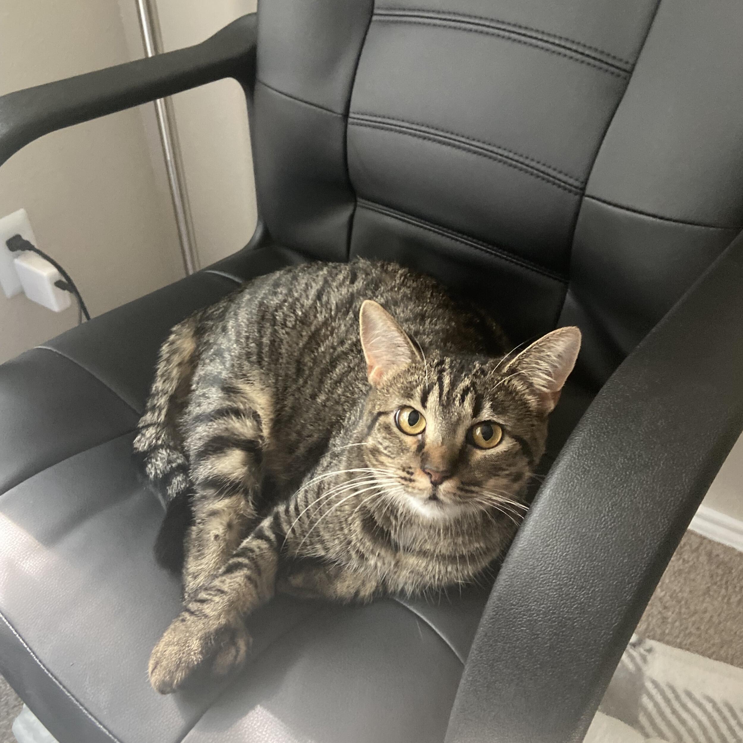 That winter break we adopted our first cat Komi! She is our grumpy but cuddly girl who loves her churu treats!