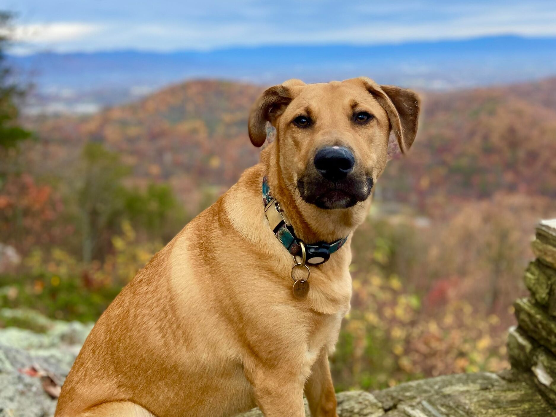 Picture of Roanoke Mountain Overlook