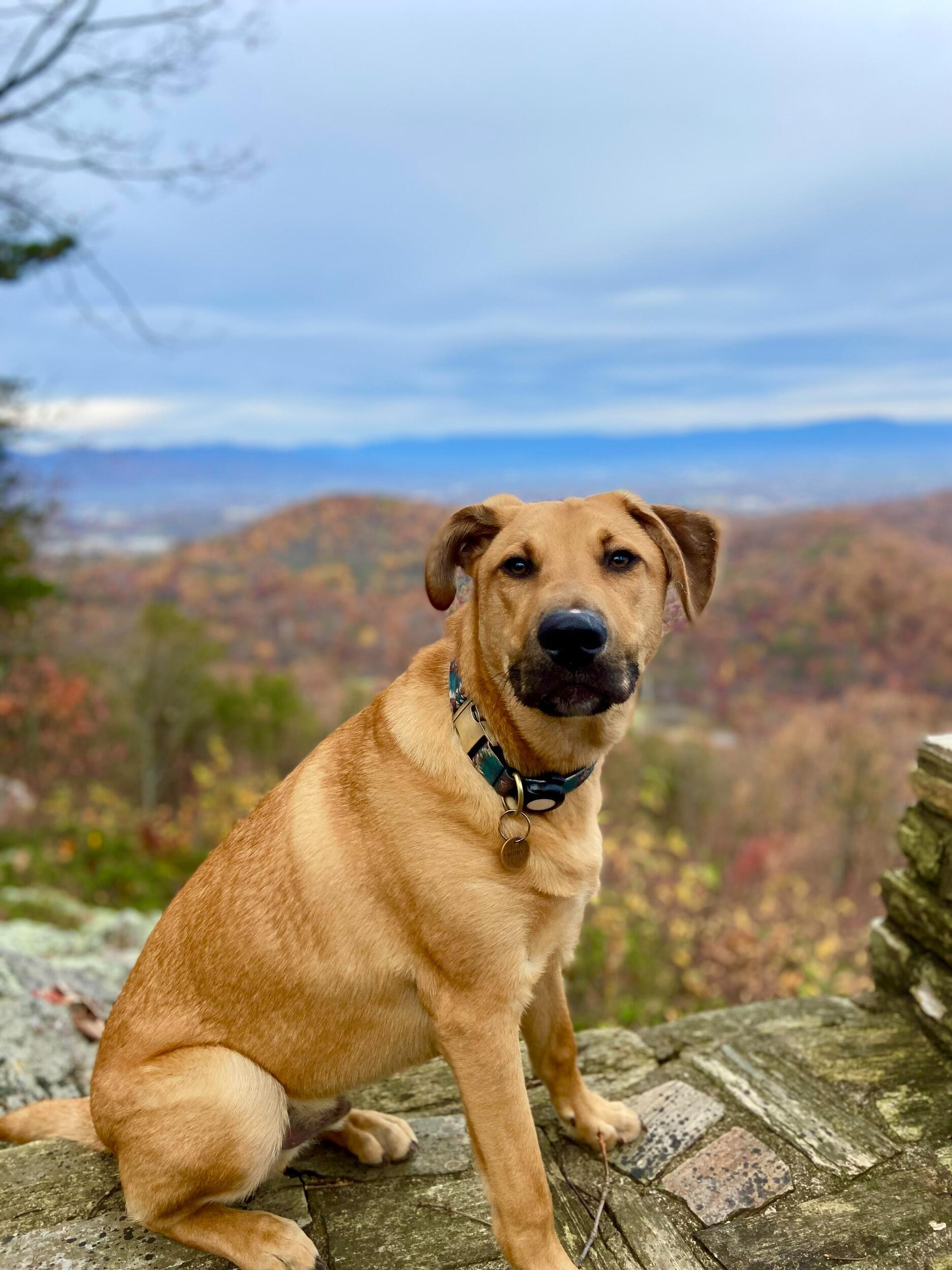 Picture of Roanoke Mountain Overlook